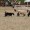 Game Fair 2013: Cinofilia con Sheepdog e Agility Dog